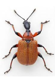 Attēlu rezultāti vaicājumam “Apoderus coryli”