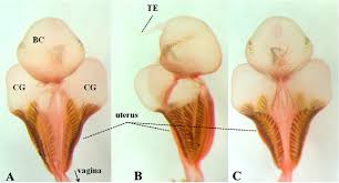 Attēlu rezultāti vaicājumam “Hemicrepidius sp.”