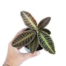 Attēlu rezultāti vaicājumam “Rhabdoweisia fugax”