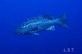 Image result for Mycteroperca rubra