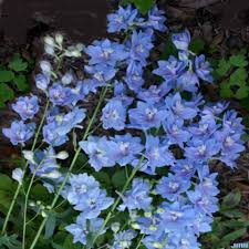 Attēlu rezultāti vaicājumam “Delphinium elatum  fruit”