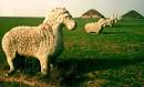 Panoramio - Photo of Turkish Pyramids from 3000 bc between 2000 bc