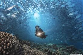 Image result for Dive Barracuda