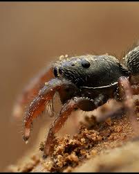 Attēlu rezultāti vaicājumam “Tubifera applanata macro”