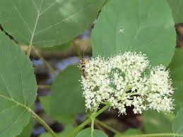 Attēlu rezultāti vaicājumam “Hydrangea arborescens flower”