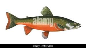 Image result for Salvelinus alpinus oquassa