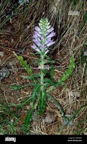Image result for Campanula spicata