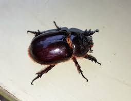 Attēlu rezultāti vaicājumam “Oryctes nasicornis larva”