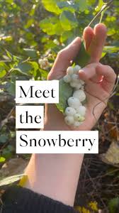 Attēlu rezultāti vaicājumam “Symphoricarpos albus fruit”