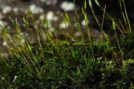 Attēlu rezultāti vaicājumam “Bryoerythrophyllum recurvirostrum sporophyte”