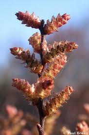 Attēlu rezultāti vaicājumam “Myrica gale bud”