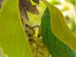 Attēlu rezultāti vaicājumam “Yponomeuta evonymella larva”
