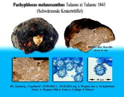 Attēlu rezultāti vaicājumam “Pachyphloeus melanoxanthus”