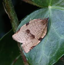 Attēlu rezultāti vaicājumam “Lozotaenia forsterana”