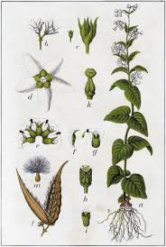 Attēlu rezultāti vaicājumam “Vincetoxicum hirundinaria”