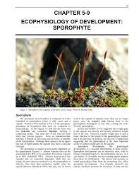 Attēlu rezultāti vaicājumam “sporophyte”