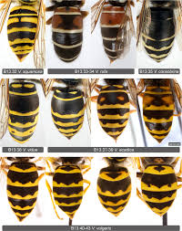Attēlu rezultāti vaicājumam “Vespula rufa”