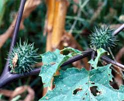 Attēlu rezultāti vaicājumam “Datura stramonium fruit”