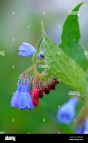Attēlu rezultāti vaicājumam “Symphytum asperum leaf”