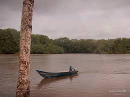 Image result for Styracura pacifica