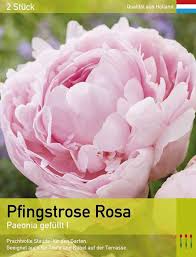 Image result for Pfingstrose