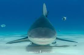 Image result for Carcharhinus leucas