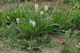 Attēlu rezultāti vaicājumam “Plantago media leaf”