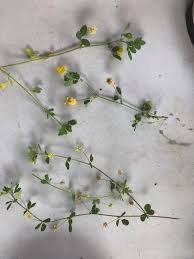 Attēlu rezultāti vaicājumam “Medicago lupulina flower”