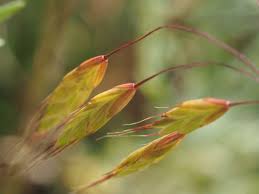 Attēlu rezultāti vaicājumam “Anisantha tectorum fruit”