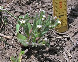 Attēlu rezultāti vaicājumam “Stemonitopsis gracilis”