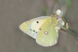 Attēlu rezultāti vaicājumam “Colias croceus underside”