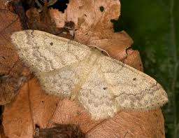 Attēlu rezultāti vaicājumam “Idaea biselata”