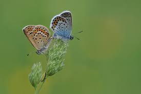 Attēlu rezultāti vaicājumam “Plebejus argus”