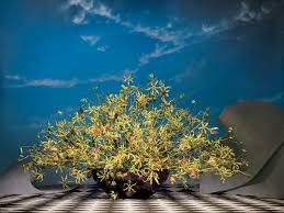 Attēlu rezultāti vaicājumam “Linaria loeselii flower”