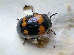 Attēlu rezultāti vaicājumam “Diaperis boleti”