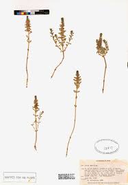 Attēlu rezultāti vaicājumam “Glaux maritima”