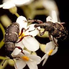 Attēlu rezultāti vaicājumam “Hylobius pinastri”