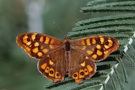 Attēlu rezultāti vaicājumam “Pararge aegeria upperside”