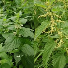 Attēlu rezultāti vaicājumam “Lamium album leaf”