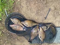 Image result for Byfleet Angling Association