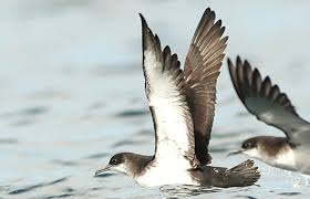 Image result for Puffinus puffinus