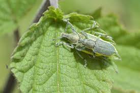 Attēlu rezultāti vaicājumam “Chlorophanus viridis”