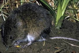 Attēlu rezultāti vaicājumam “Microtus agrestis”