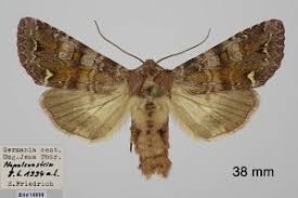 Attēlu rezultāti vaicājumam “Ceramica pisi”