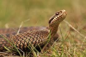 Attēlu rezultāti vaicājumam “Vipera berus adult”