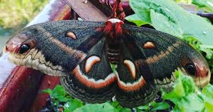 Attēlu rezultāti vaicājumam “Lepidoptera”