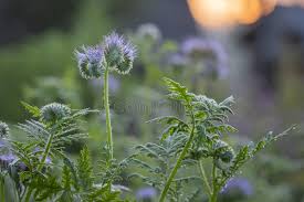 Attēlu rezultāti vaicājumam “Phacelia tanacetifolia flower”