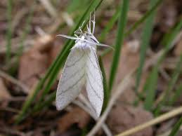 Attēlu rezultāti vaicājumam “Cabera pusaria”