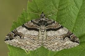 Attēlu rezultāti vaicājumam “Pareulype berberata”