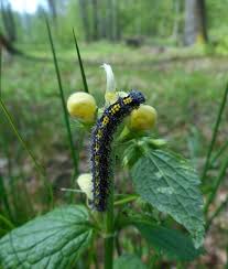 Attēlu rezultāti vaicājumam “Callimorpha dominula larva”